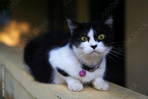 Black and white cat with yellow eye, indonesia