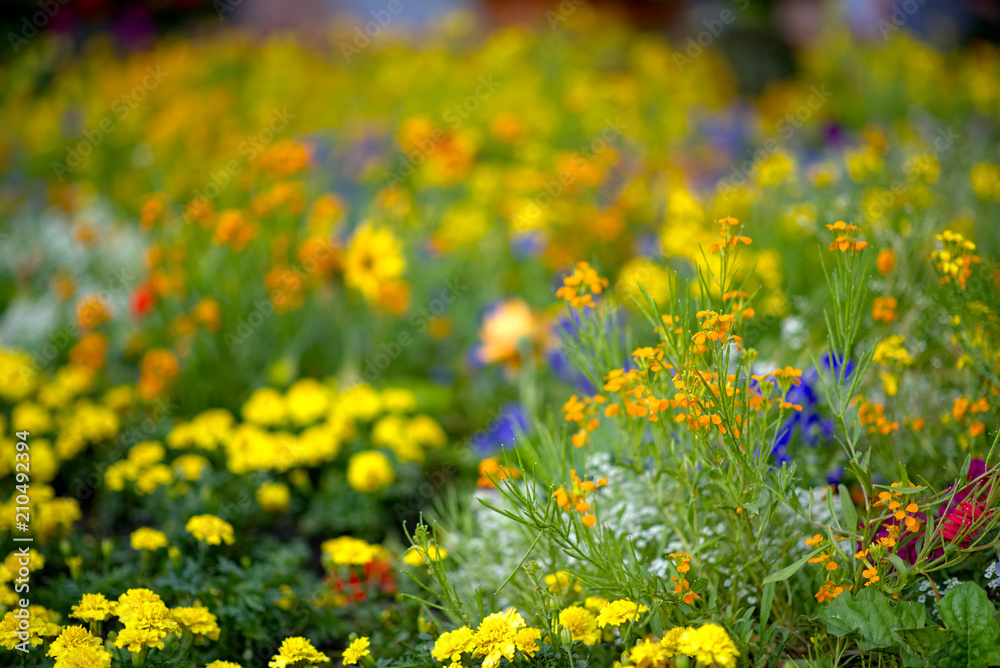 Field of flowers