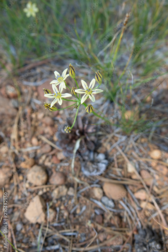 California Pretty Face Mountain Wildflower California Pretty Face Mountain Wildflower