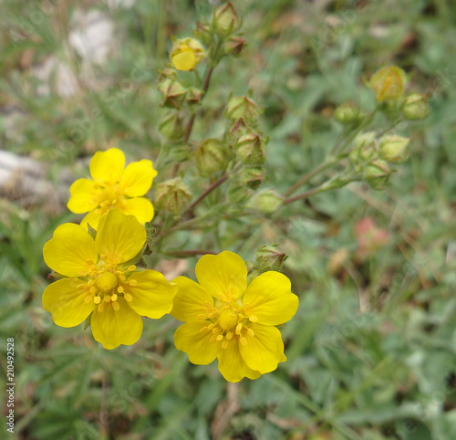 Slender Yellow Cinquefoil Wildflower © Lisa