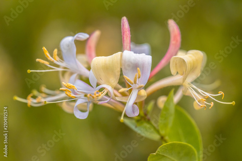 Canvas Print Perfoliate honeysuckle close up