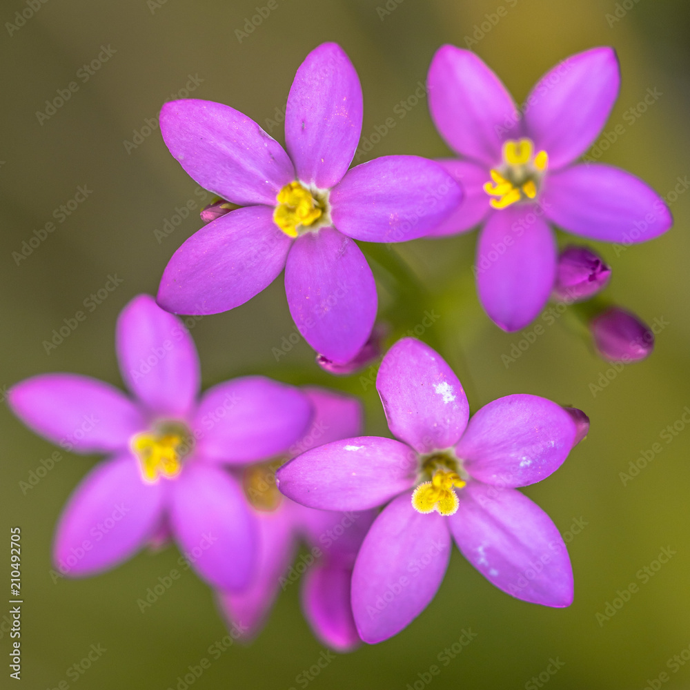 Fototapeta premium Four Centaurium flowers