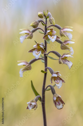 Fototapeta Naklejka Na Ścianę i Meble -  Blooming Marsh helleborine orchid