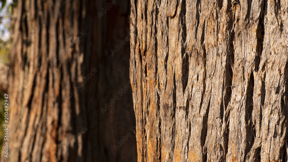 Close up of an eucalyptus tree trunk, showing its wooden texture Close up of an eucalyptus tree trunk, showing its wooden texture