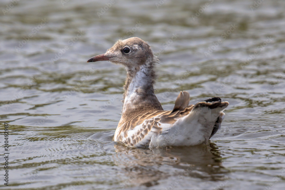 Juvenile black headed gull Juvenile black headed gull
