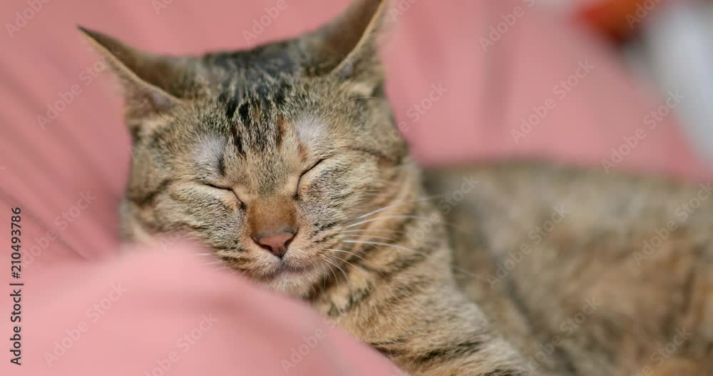 Lovely cat sleeping Lovely cat sleeping