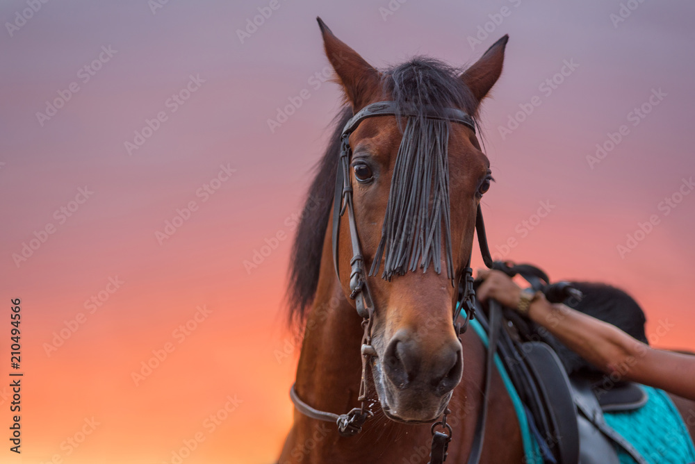 Fototapeta premium Horse portrait at sunset