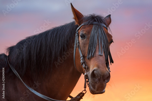 Horse portrait at sunset