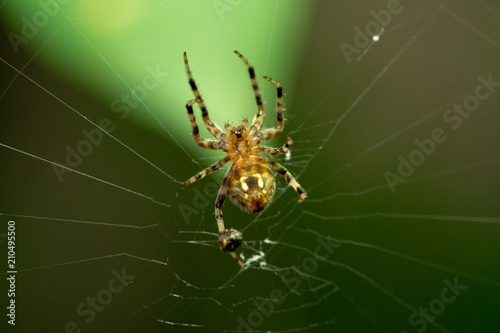 Gross Spider