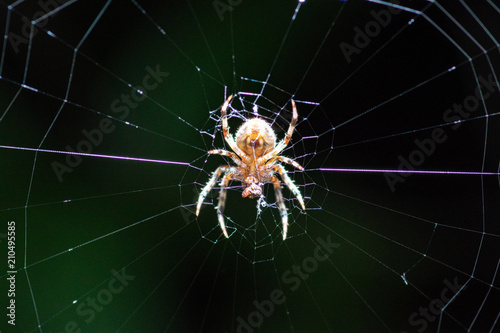 Spider Web © Hunter