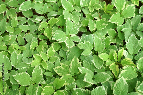 close up on ivy leaves as nature background