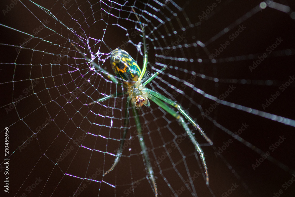 Green Spider III Green Spider III