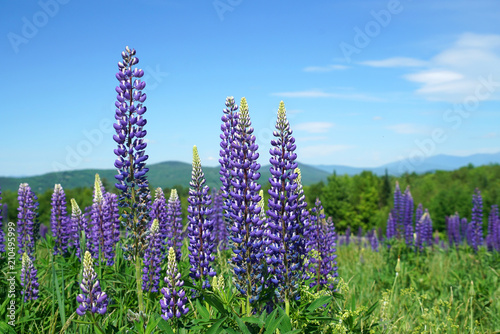Obraz na plátně lupine blossom in spring in wild area