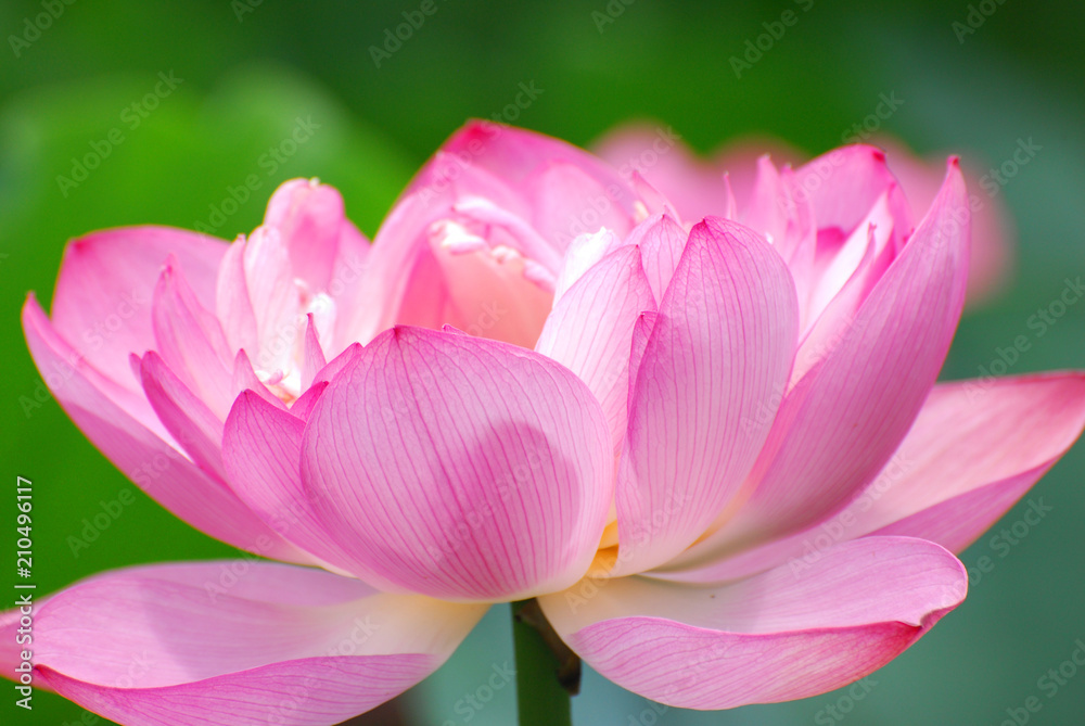 blooming lotus flower in summer pond with green leaves as background blooming lotus flower in summer pond with green leaves as background