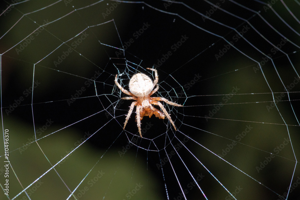 Fat Belly Spider Fat Belly Spider