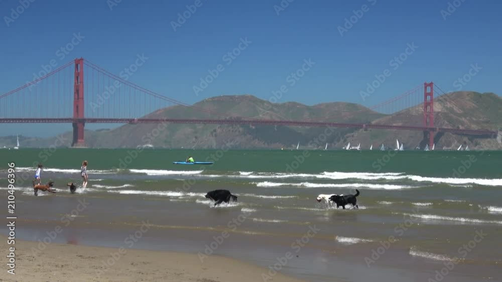Dogs Enjoying San Francisco Chrissy Field Beach on a Sunny Day. Dogs Enjoying San Francisco Chrissy Field Beach on a Sunny Day.