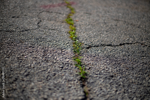 weeds between cracked asphalt