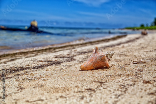 sea shell in San Blas island