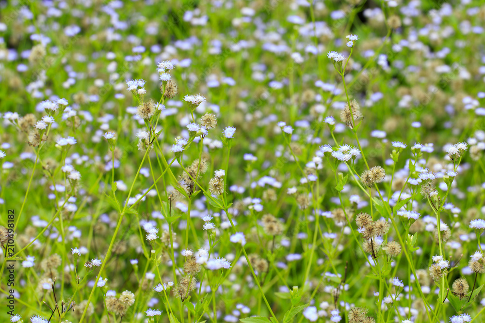 Image of beautiful white wildflowers field in thailand. Image of beautiful white wildflowers field in thailand.