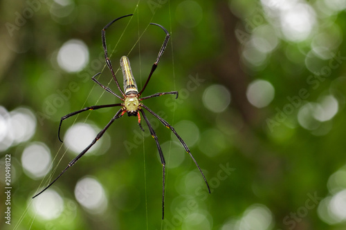 Image of Spider Nephila Maculata, Gaint Long-jawed Orb-weaver (female) in the net. Insect Animal