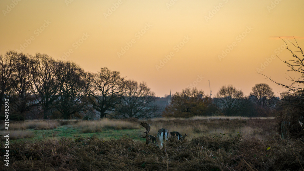 Deer grazing in autumn foliage at sunrise in Richmond Park, London