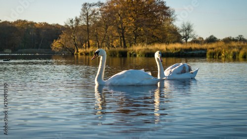 Fototapeta Naklejka Na Ścianę i Meble -  Swans in a peaceful, calm pond at sunrise in Richmond Park, London 