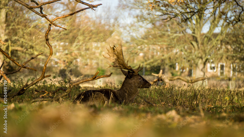 Deer sitting in autumn foliage at sunrise in Richmond Park, London Deer sitting in autumn foliage at sunrise in Richmond Park, London
