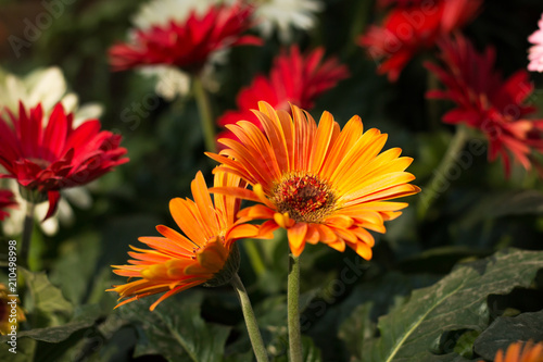 Gerbera yellow and red flowers in front garden