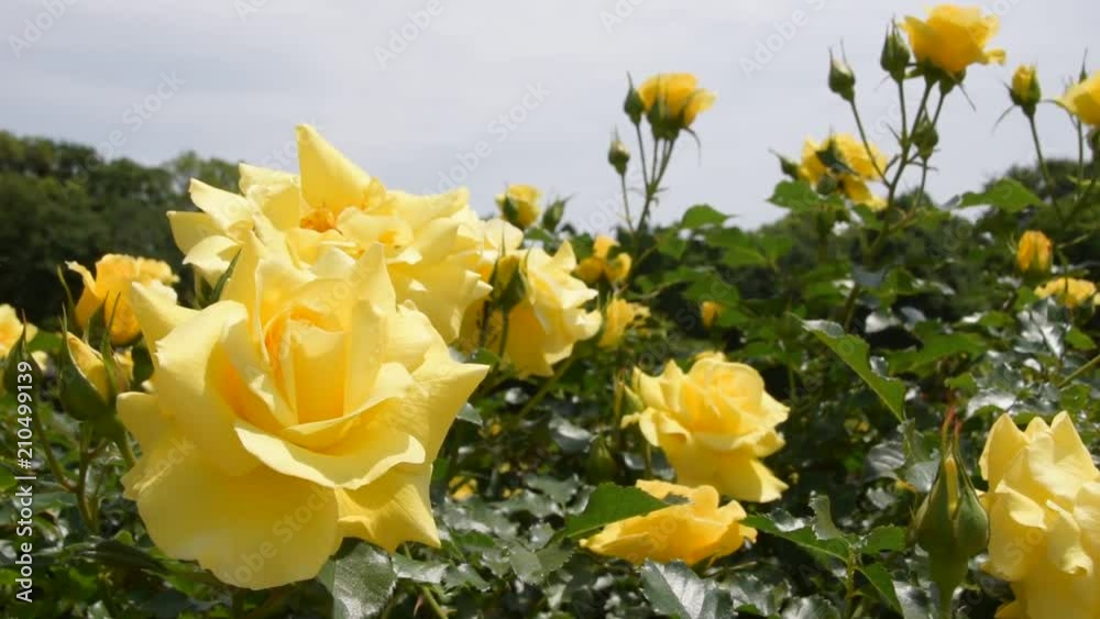 yellow roses and sky yellow roses and sky