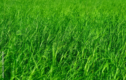 Green grass sedge. Macro. Closeup.