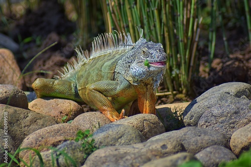 Wild Iguana eating plant leaves out of an herb garden in Puerto Vallarta Mexico. Ctenosaura pectinata  commonly known as the Mexican spiny-tailed iguana or the Mexican spinytail iguana  is a moderate-