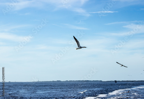 Gulls Flying High