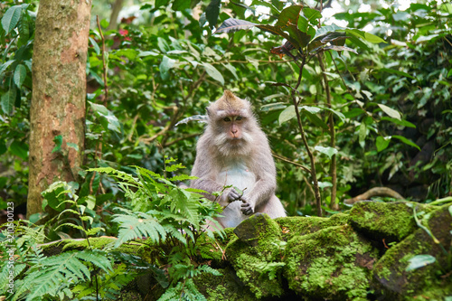 Bali Indonesia Temples and Monkeys 