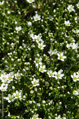 Minuartia groenlandica or greenland stitchwort or mountain stitchwort green plant with white flowers background © skymoon13