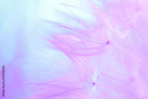 Fototapeta Naklejka Na Ścianę i Meble -   feathers of dandelion seeds. fancy shapes macro shot. small defocus