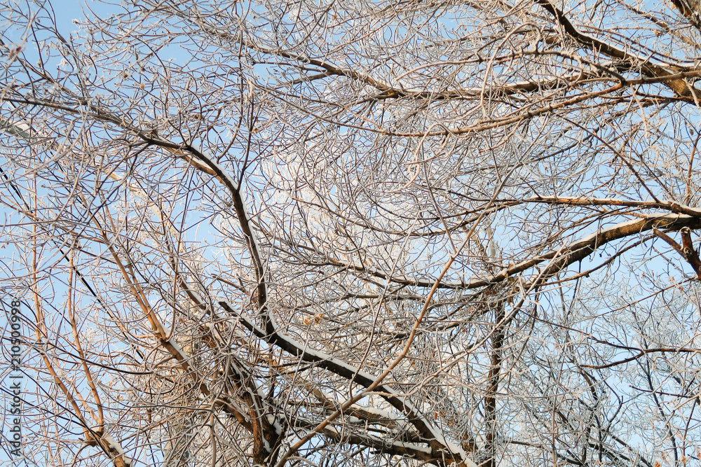 drizzle on the branches of the trees, sky, landscape drizzle on the branches of the trees, sky, landscape