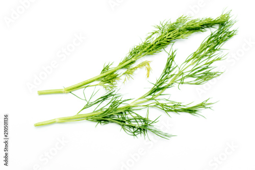 sprig of green dill on white background