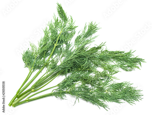green dill leaf on white background