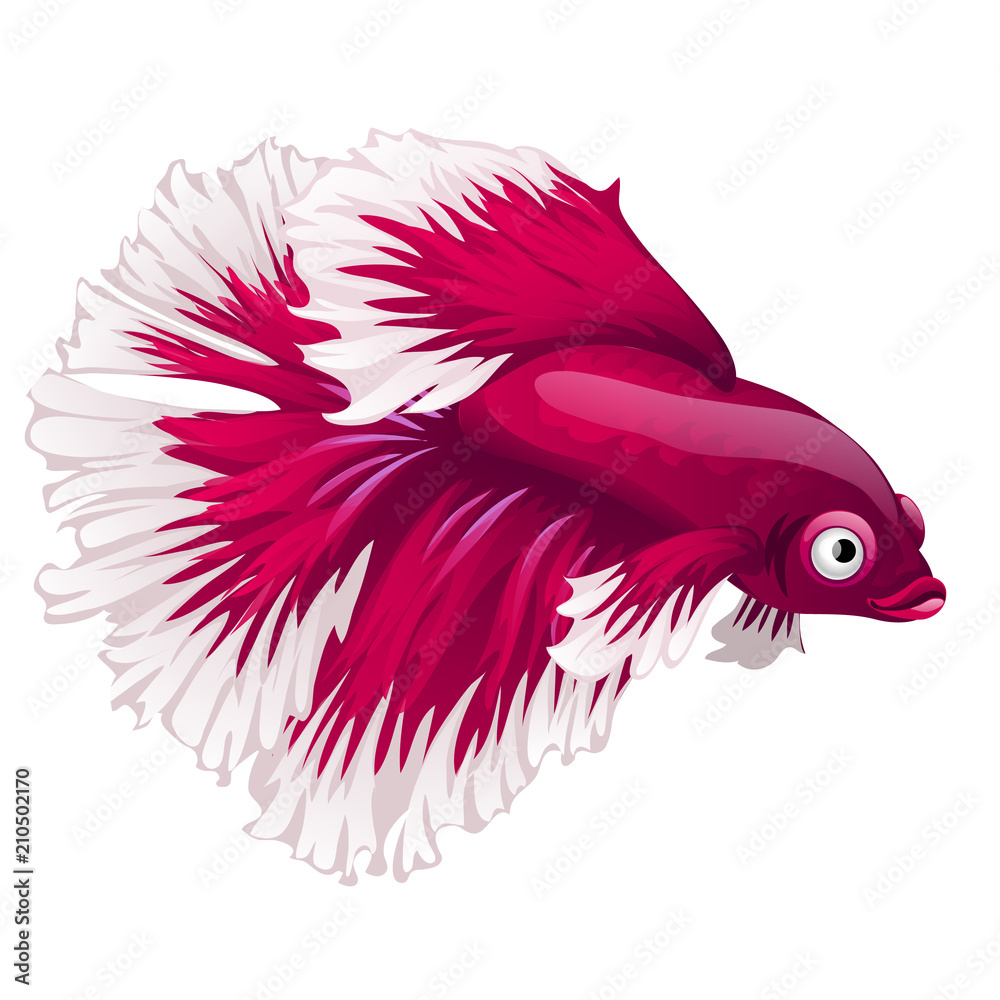 Obraz premium Cartoon pink betta fish, siamese fighting fish, betta splendens or Halfmoon betta isolated on white background. Vector illustration.