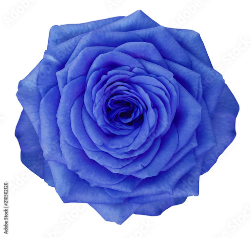 Rose blue flower on white isolated background with clipping path. no shadows. Closeup. Nature.