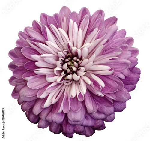 Chrysanthemum pink  flower. On white isolated background with clipping path.  Closeup no shadows. Garden  flower.  Nature.