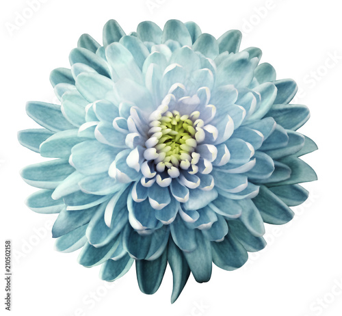 flower chrysanthemum turquoise-green on a white isolated background with clipping path. Nature. Closeup no shadows. Garden flower.