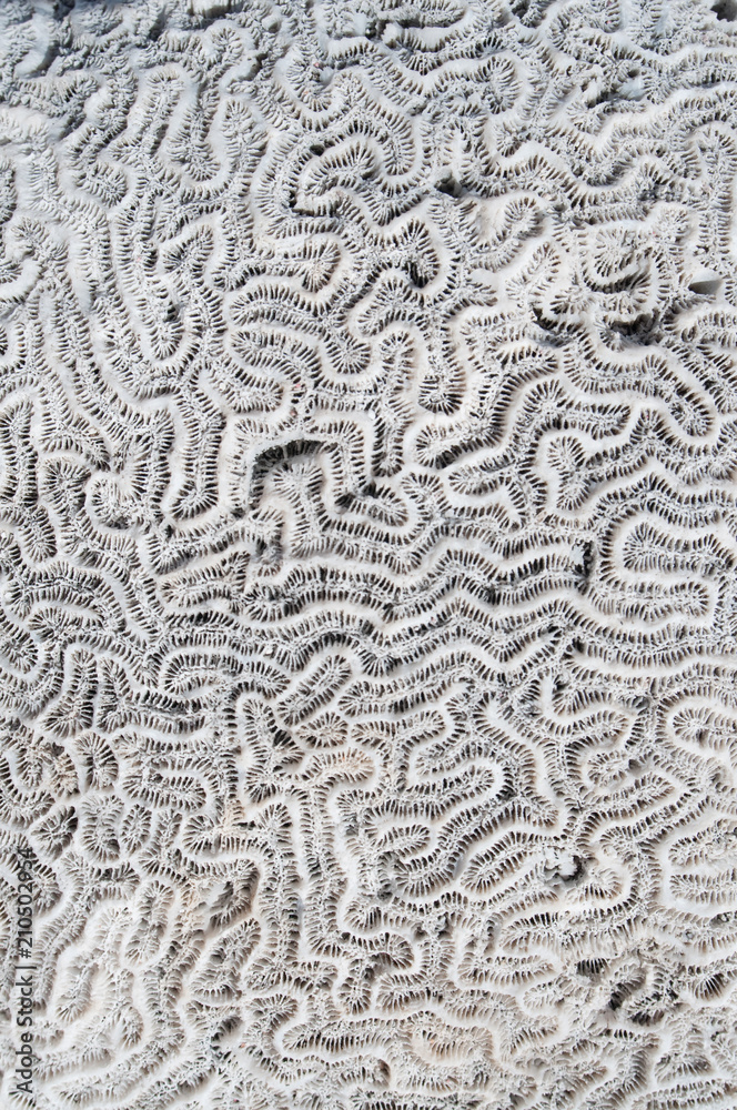 Fototapeta premium brain coral