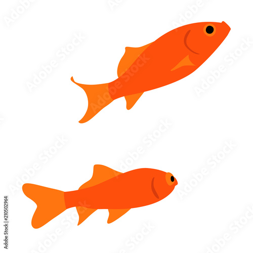 仲良く泳ぐ二匹の金魚のイラスト