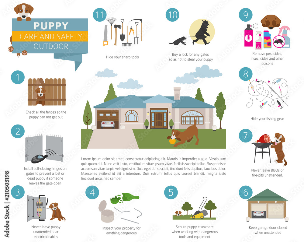 Puppy care and safety in your home. Outdoor. Pet dog training infographic design