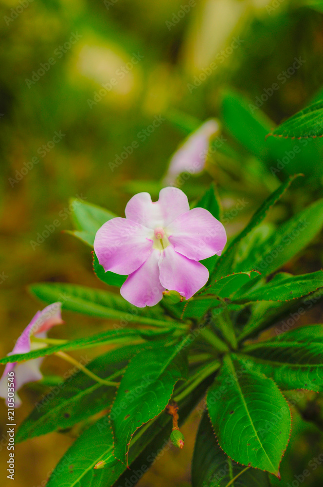 Fototapeta premium purple flower