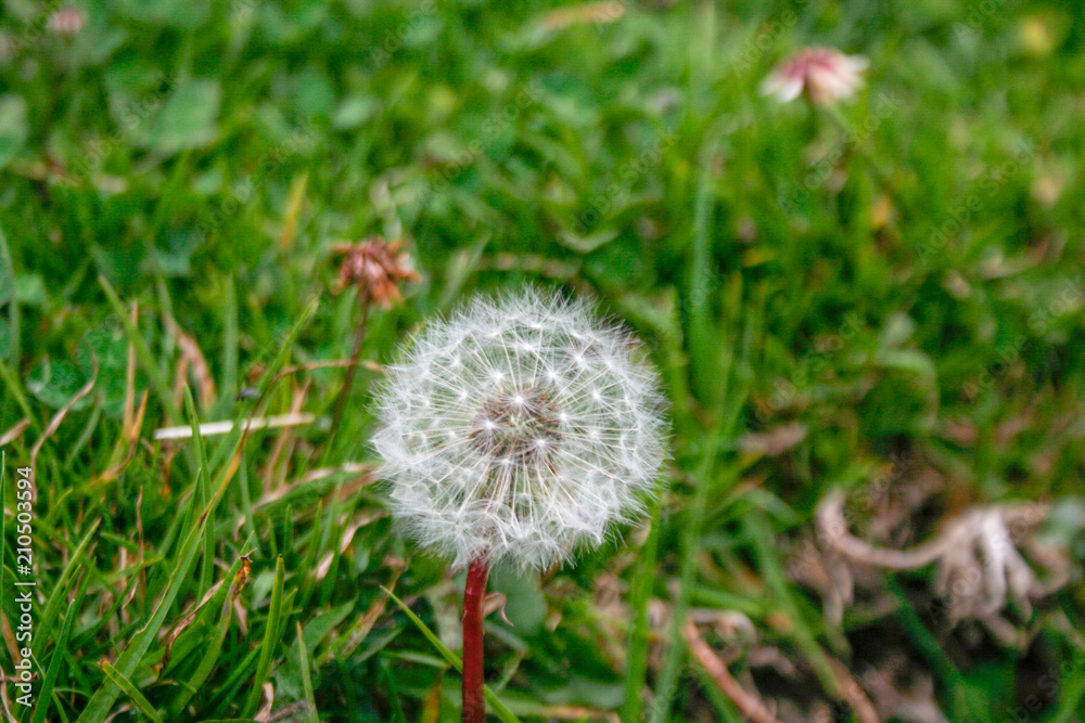 dandelion dandelion