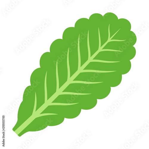 Green vegetarian lettuce leaf flat vector icon for vegetable apps and websites