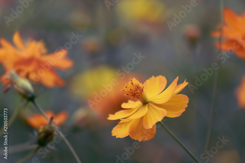 Cosmos flowers in the garden, vintage style