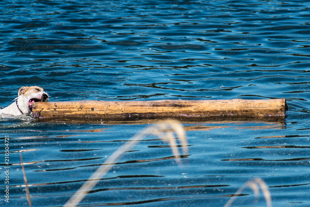 Naklejka premium Jack russel terrier in the water